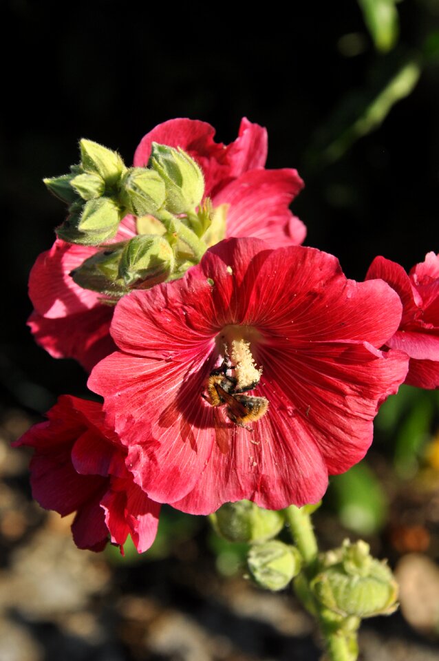 Insect nature garden