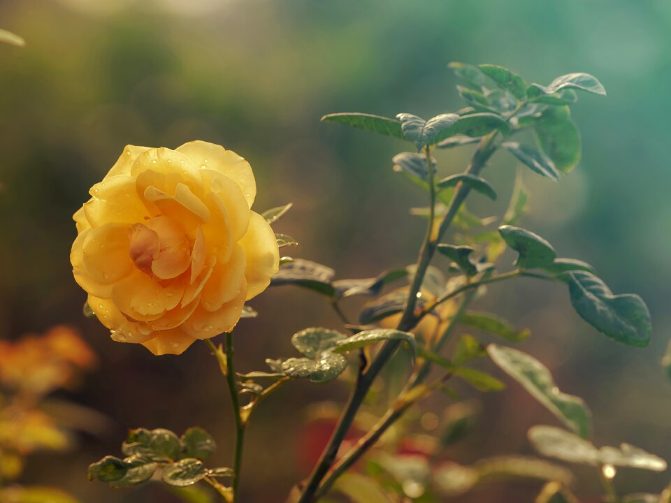 White rose kinds of rose beautiful rose