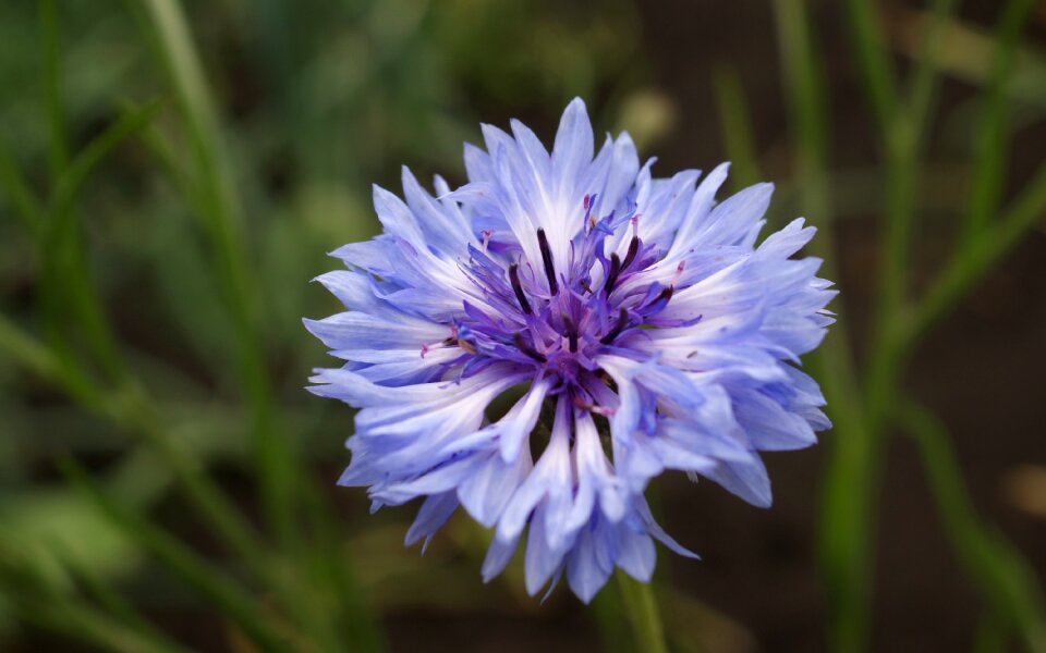 Fauna flowers macro