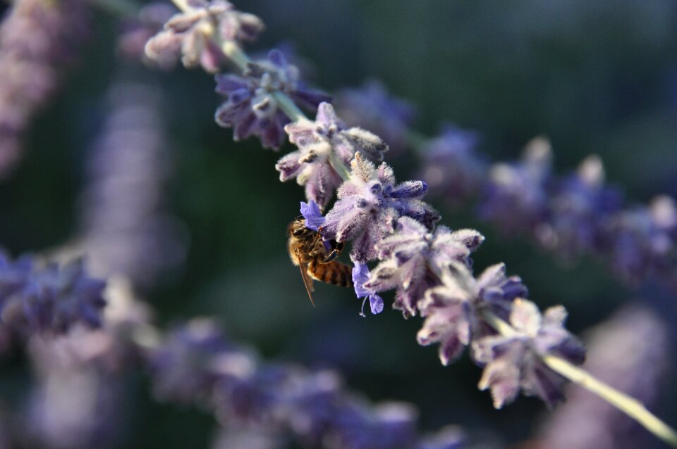 Plant insect garden