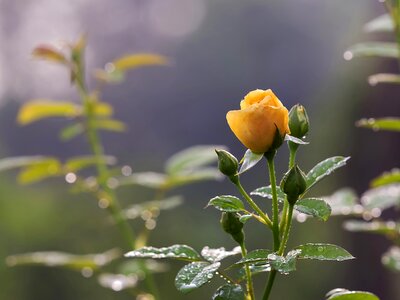 White rose kinds of rose beautiful rose