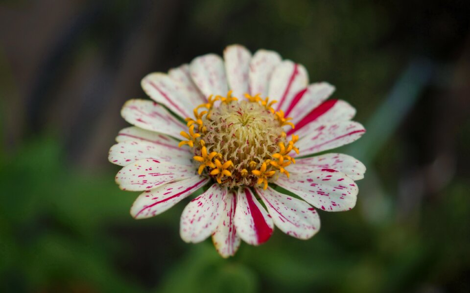 Fauna flowers macro