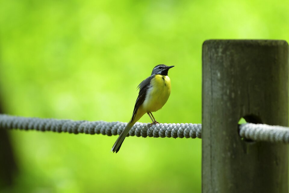 New pipit birds