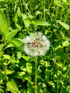 Dandelion flower nature photo