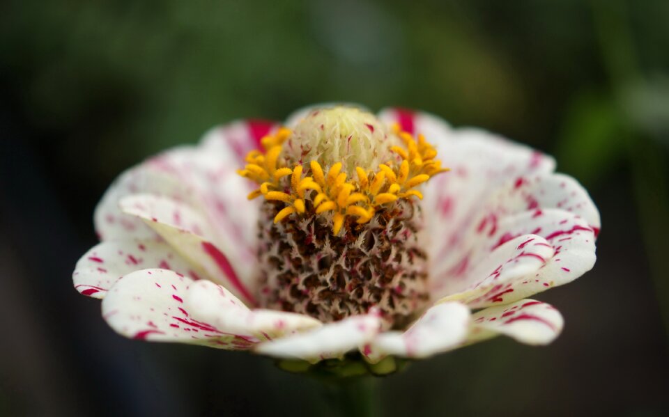 Fauna flowers macro
