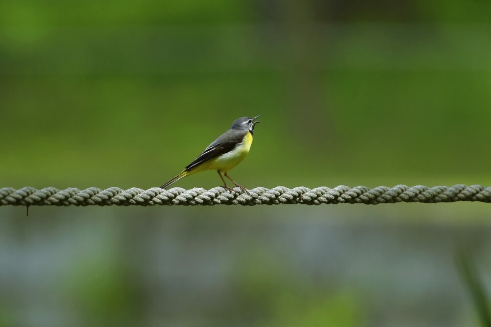 New pipit birds