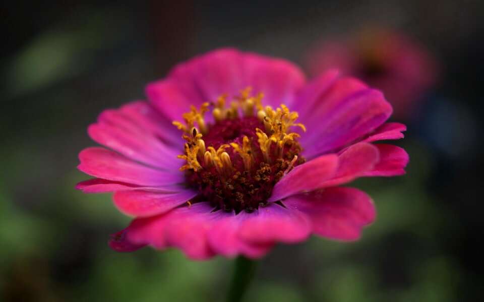 Fauna flowers macro