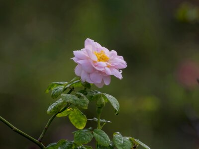 White rose kinds of rose beautiful rose