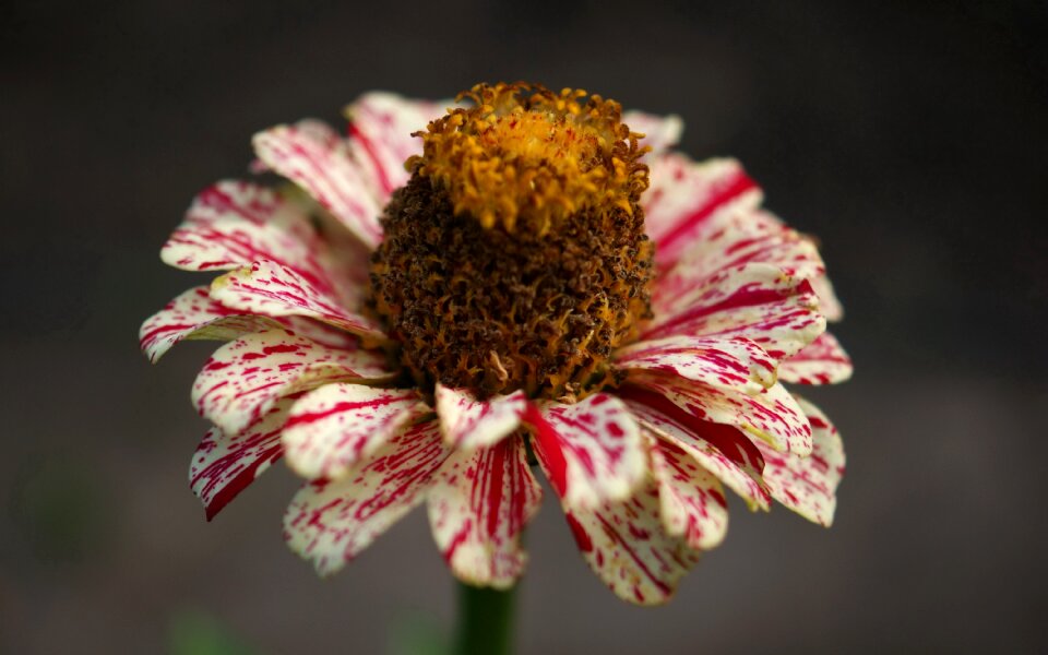 Fauna flowers macro