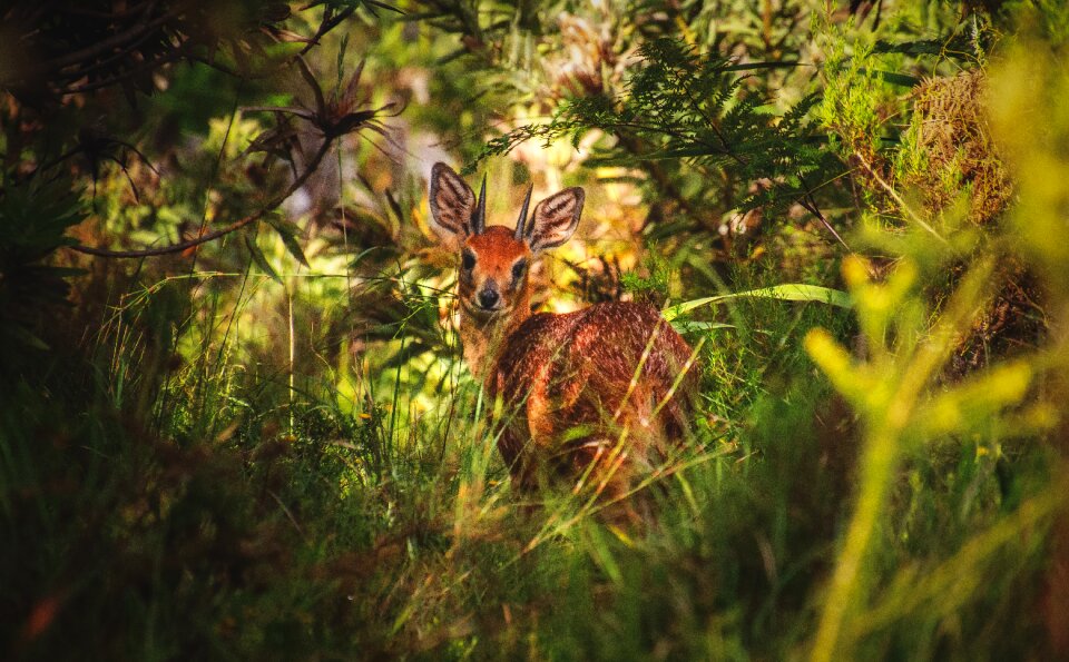 Wildlife nature animal