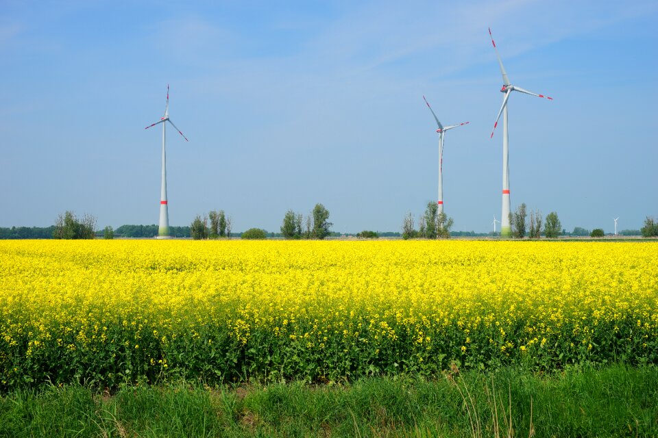 Landscape yellow field