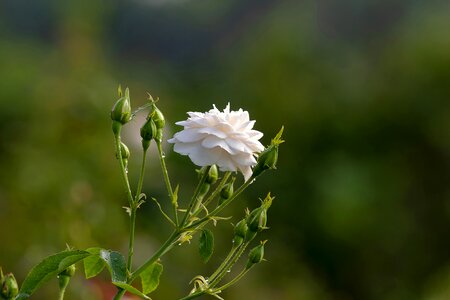 White rose kinds of rose beautiful rose