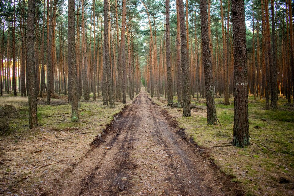 Forest road poland tree