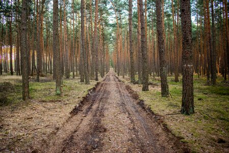 Forest road poland tree