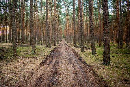 Forest road poland tree photo