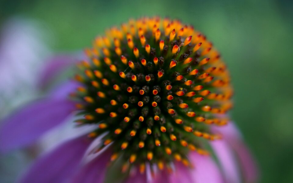 Fauna flowers macro