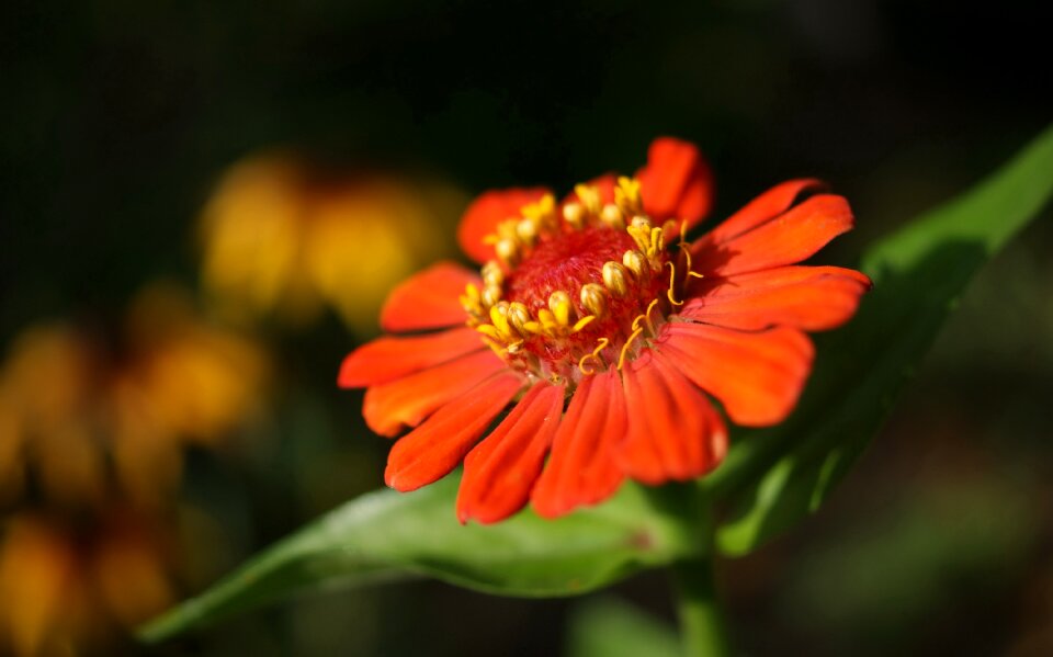 Fauna flowers macro