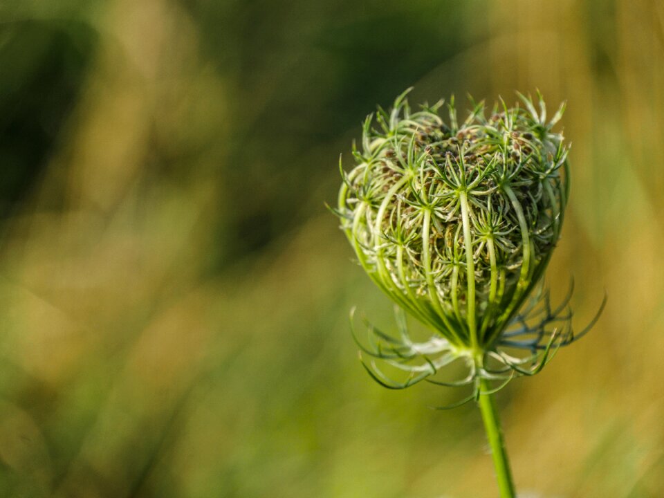 Grassland plants bud meadow