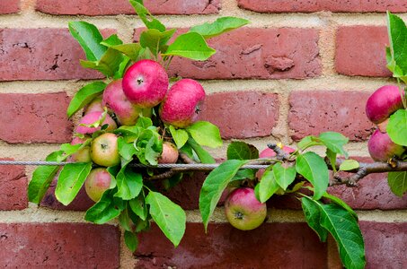 Cultivation food healthy