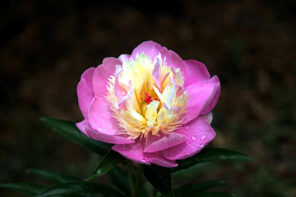 Peony flowers tree peony skin