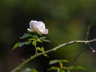 White rose kinds of rose beautiful rose