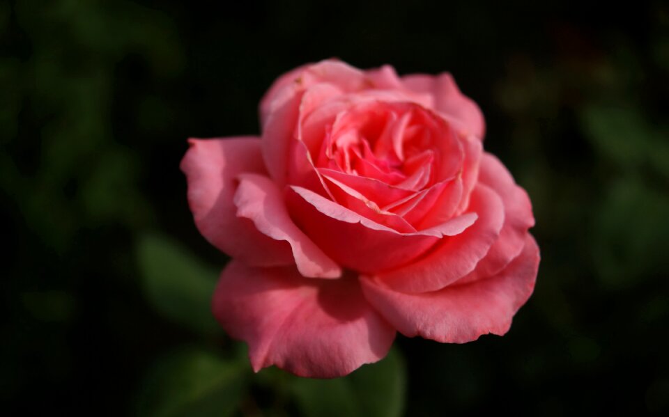 Fauna flowers macro