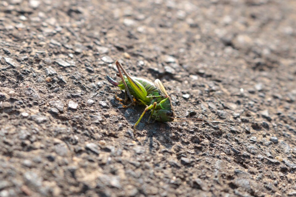 Green grille insect close up