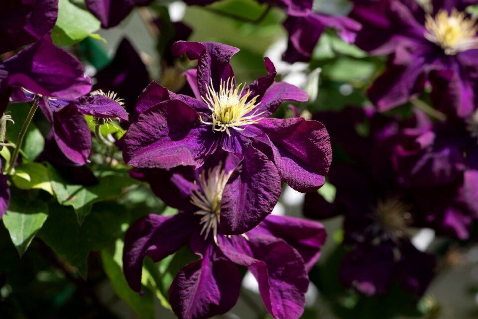 Violet climber plant bloom photo