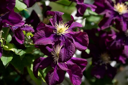 Violet climber plant bloom