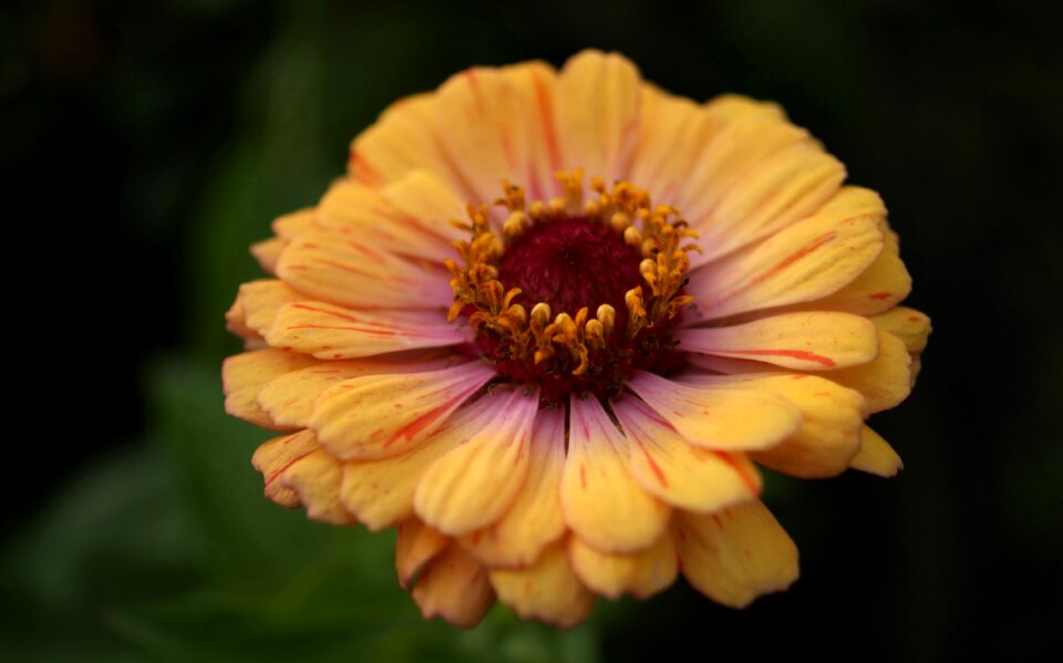 Fauna flowers macro