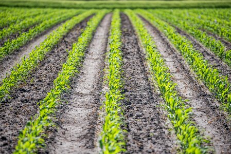 Corn cultivation water protection silage maize