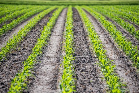 Corn cultivation water protection silage maize photo