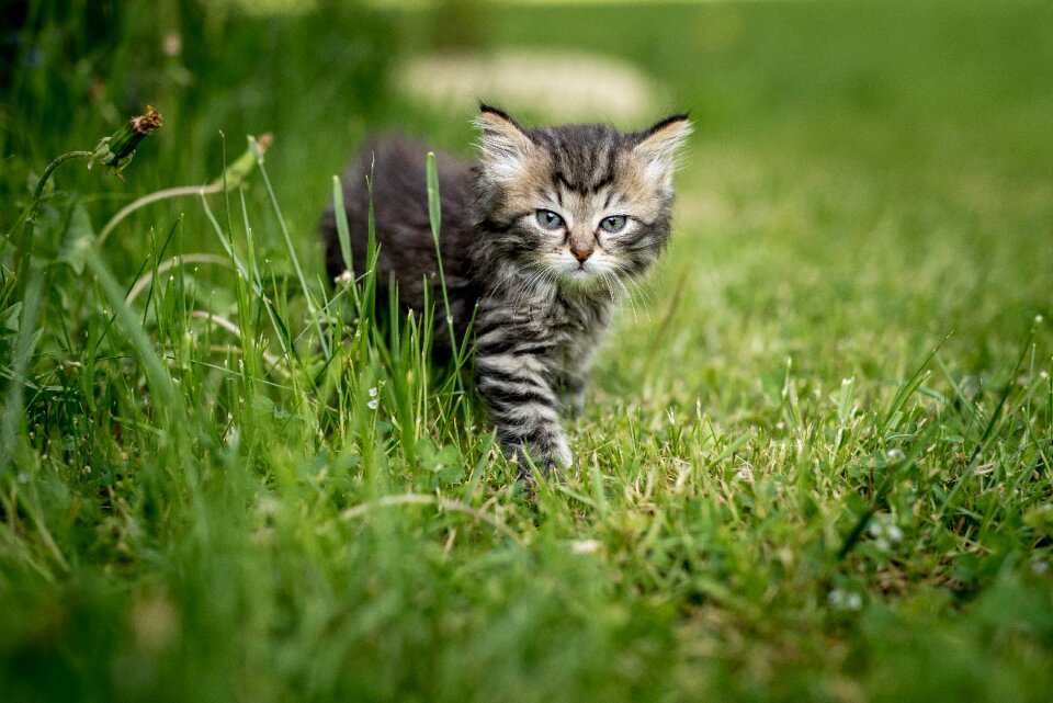 Cat pet nature
