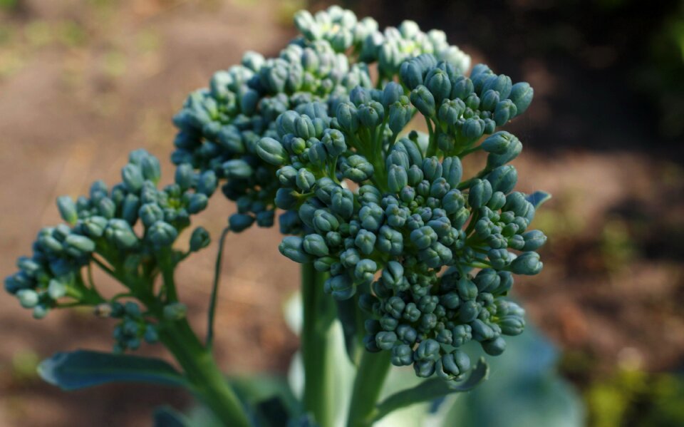 Fauna flowers macro