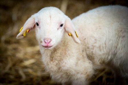 Stall passover lambskin
