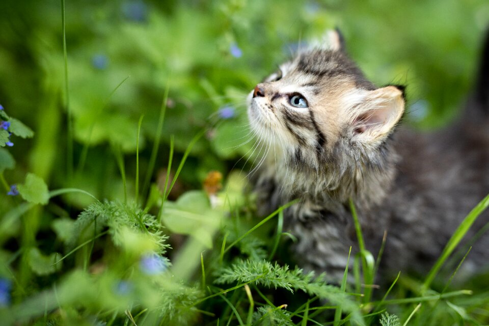 Pet nature kitty