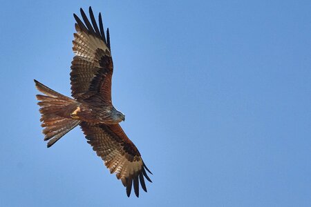 Falcon nature adler photo