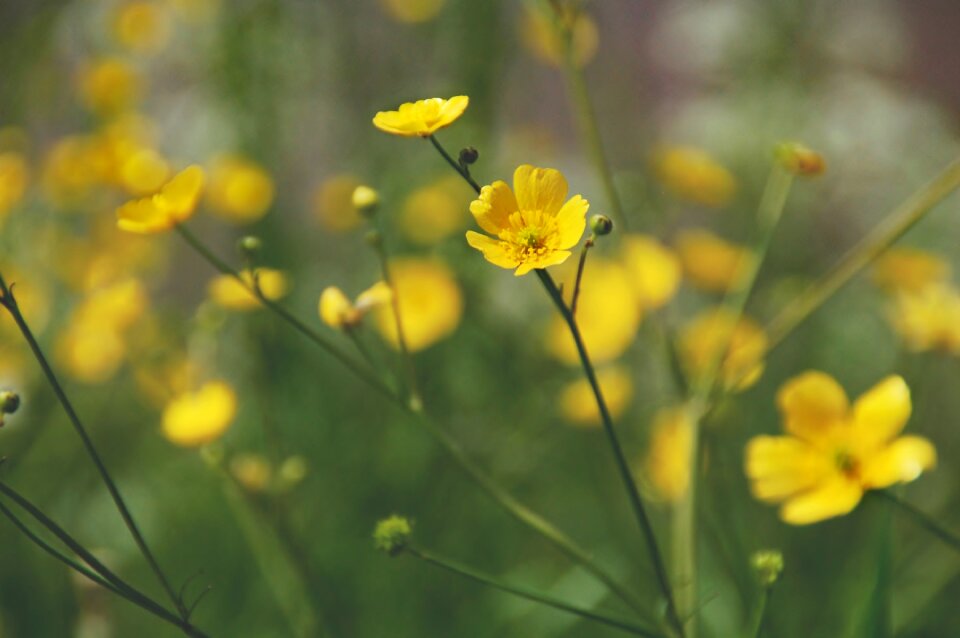 Spring bloom nature