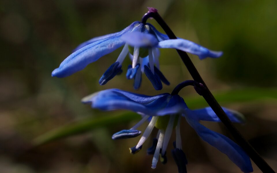 Fauna flowers macro