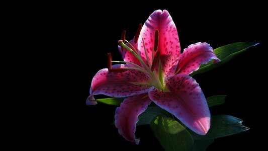Schnittblume pleasant fragrance lily stargazer photo