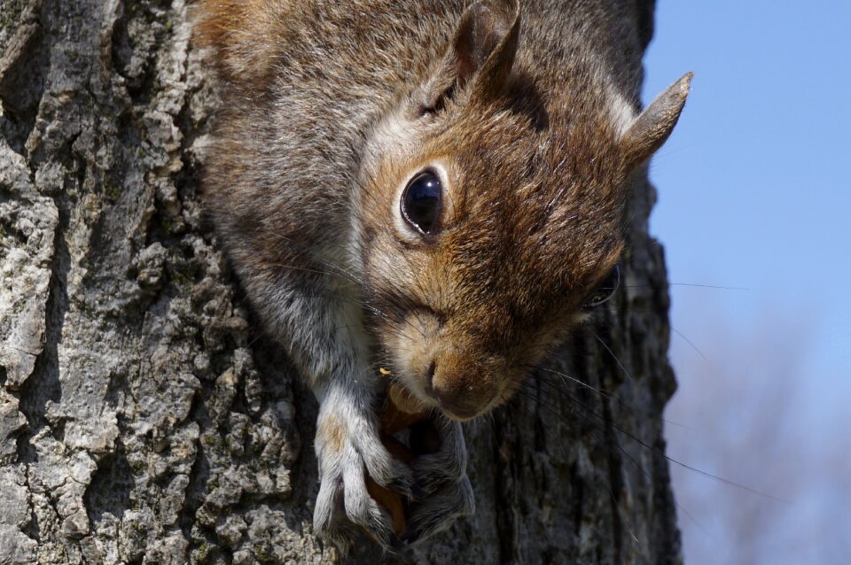 Animalia skin squirrel