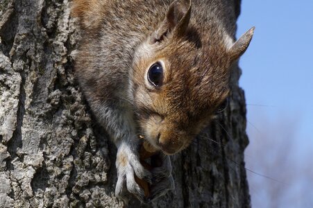 Animalia skin squirrel