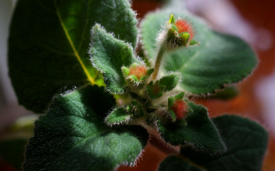 Fauna flowers macro