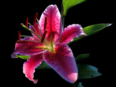 Schnittblume pleasant fragrance lily stargazer photo