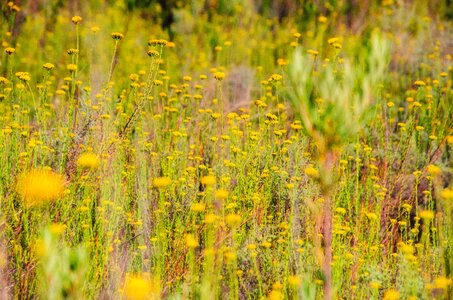 Yellow nature landscape