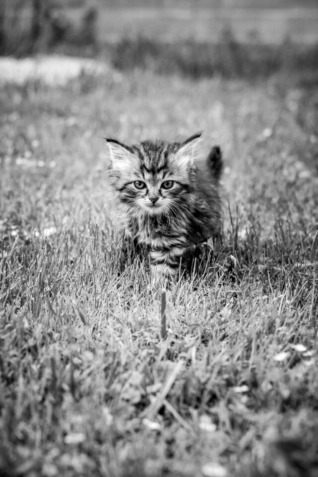 Cat pet nature
