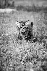 Cat pet nature photo