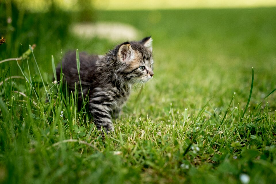 Cat pet nature
