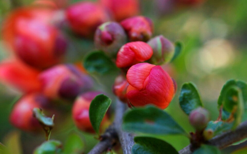 Fauna flowers macro