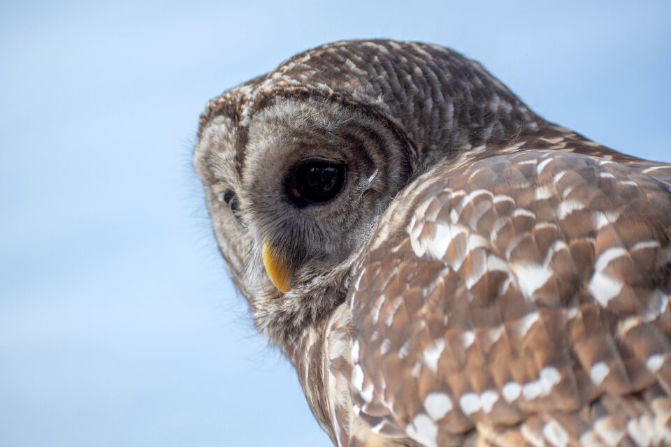Wildlife predator beak